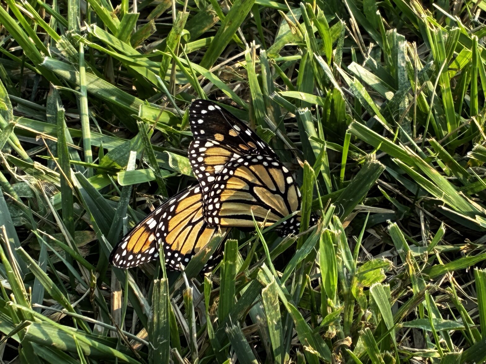 Monarch Blitz 2026