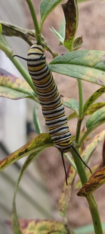 Monarch Blitz 2026
