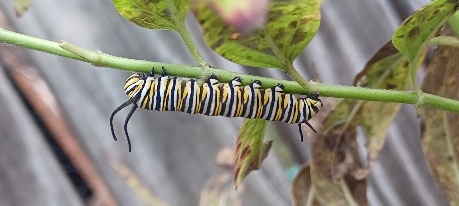 Monarch Blitz 2026