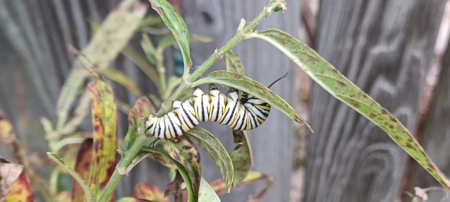 Monarch Blitz 2026