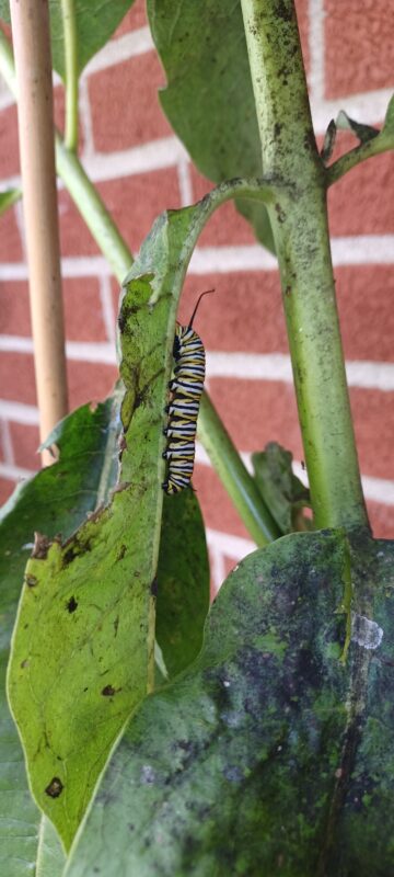 Monarch Blitz 2026
