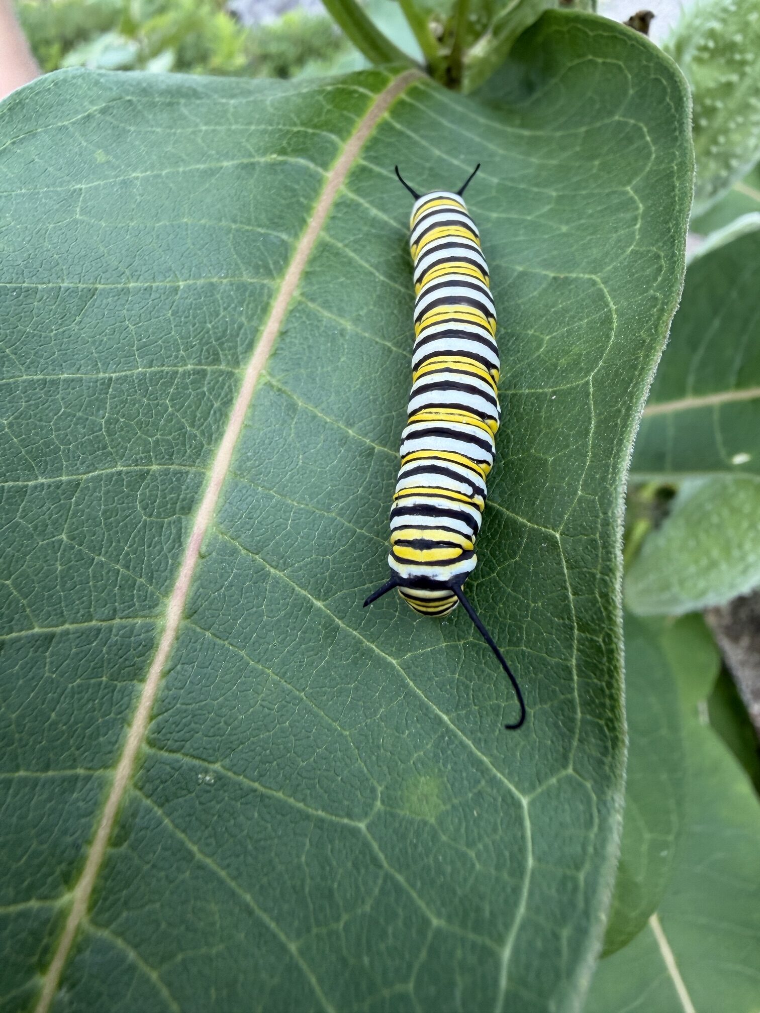 Monarch Blitz 2026