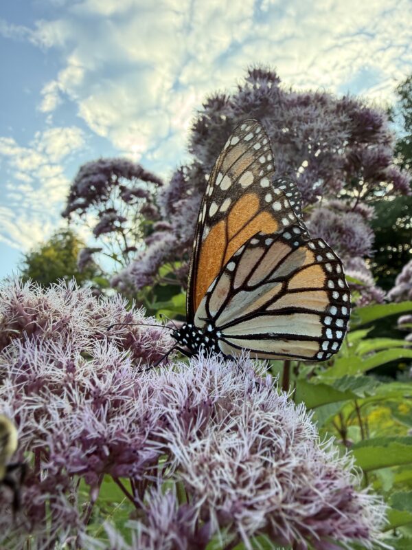 Monarch Blitz 2026