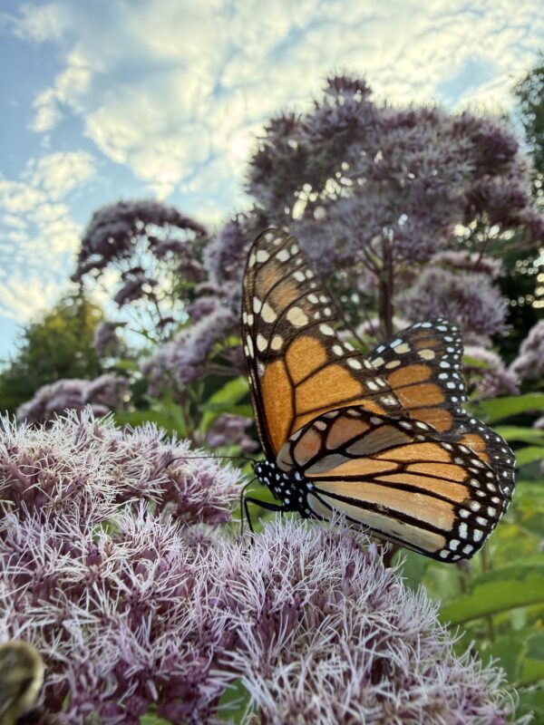 Monarch Blitz 2026