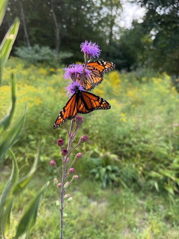 Monarch Blitz 2026