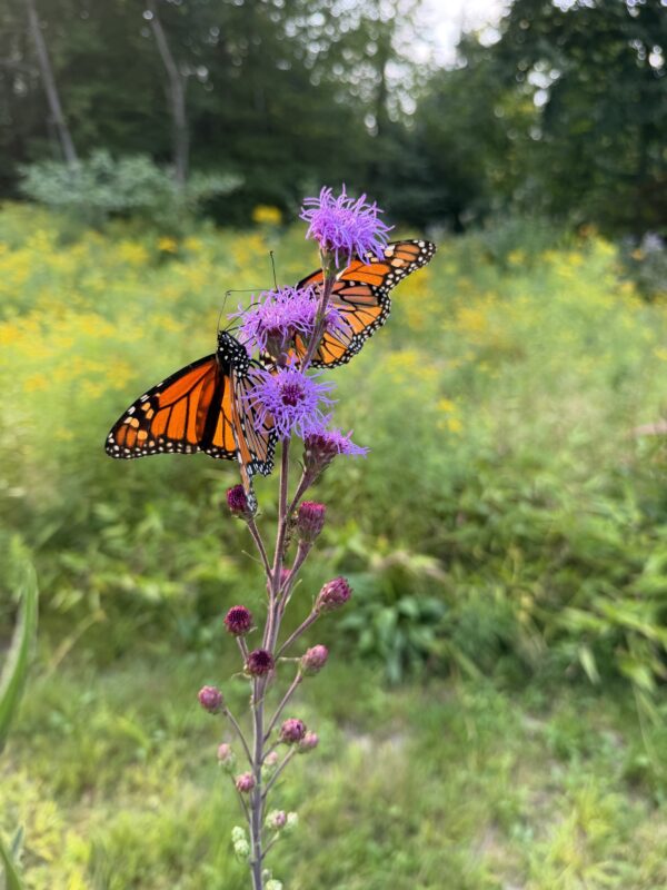 Monarch Blitz 2026