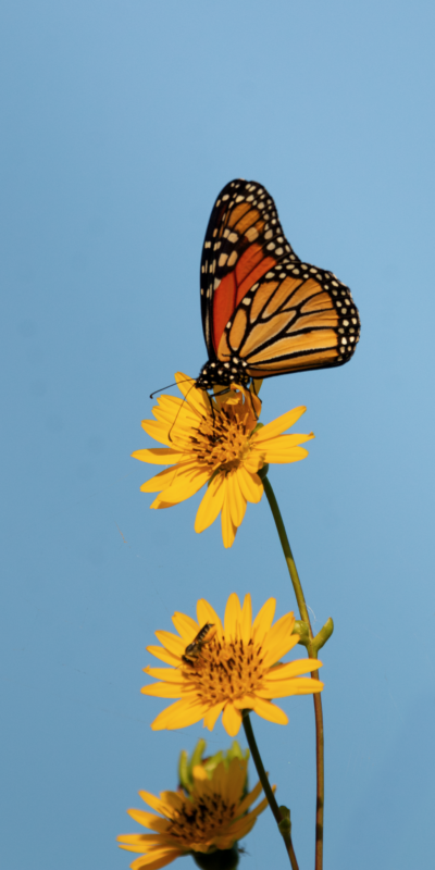 Monarch Blitz 2026