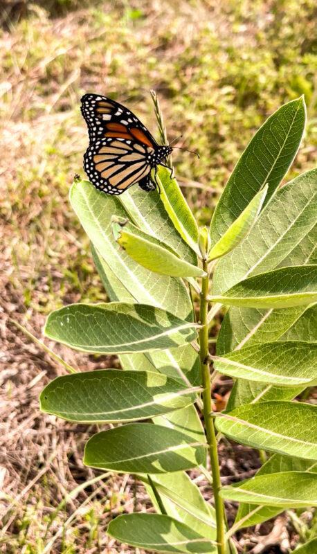 Monarch Blitz 2026