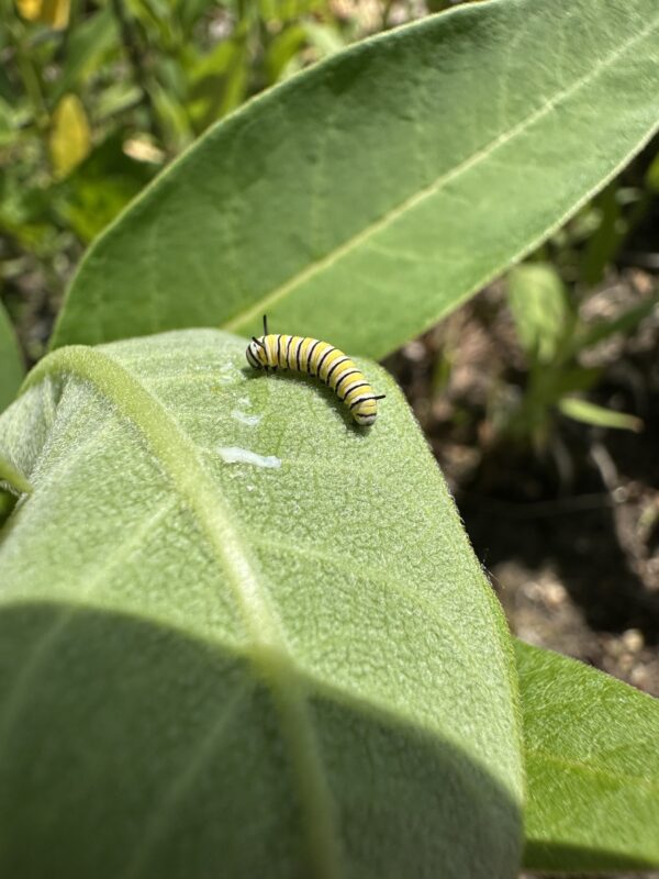 Monarch Blitz 2026