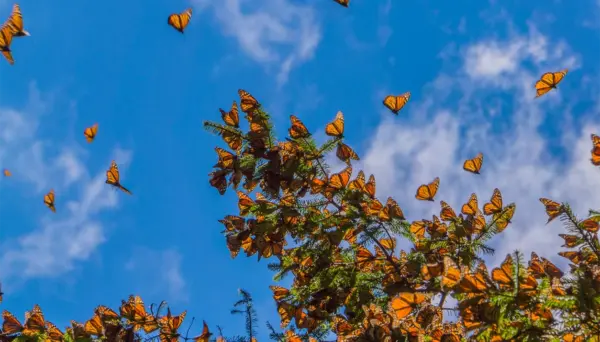 Monarch Butterfly Conservation