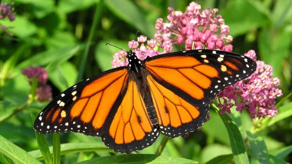 Monarch