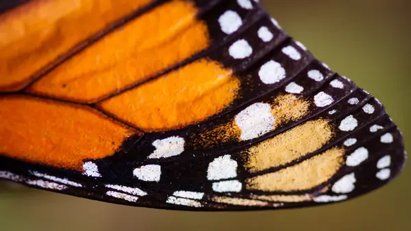 Monarch