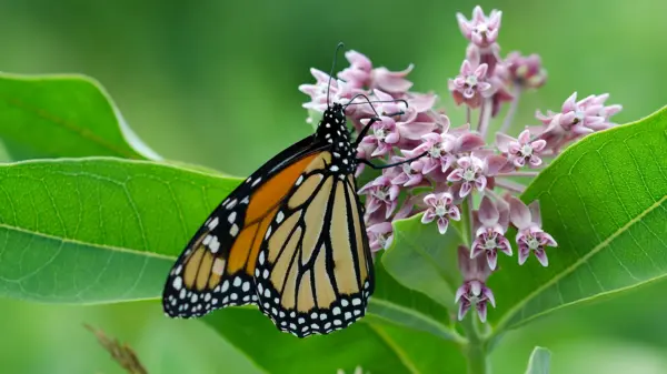 Monarch