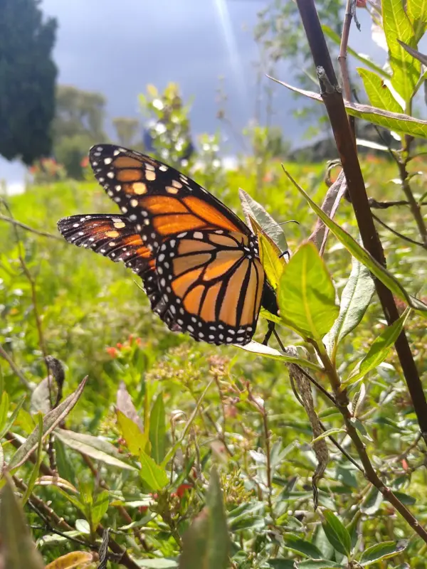 Monarch Blitz 2025