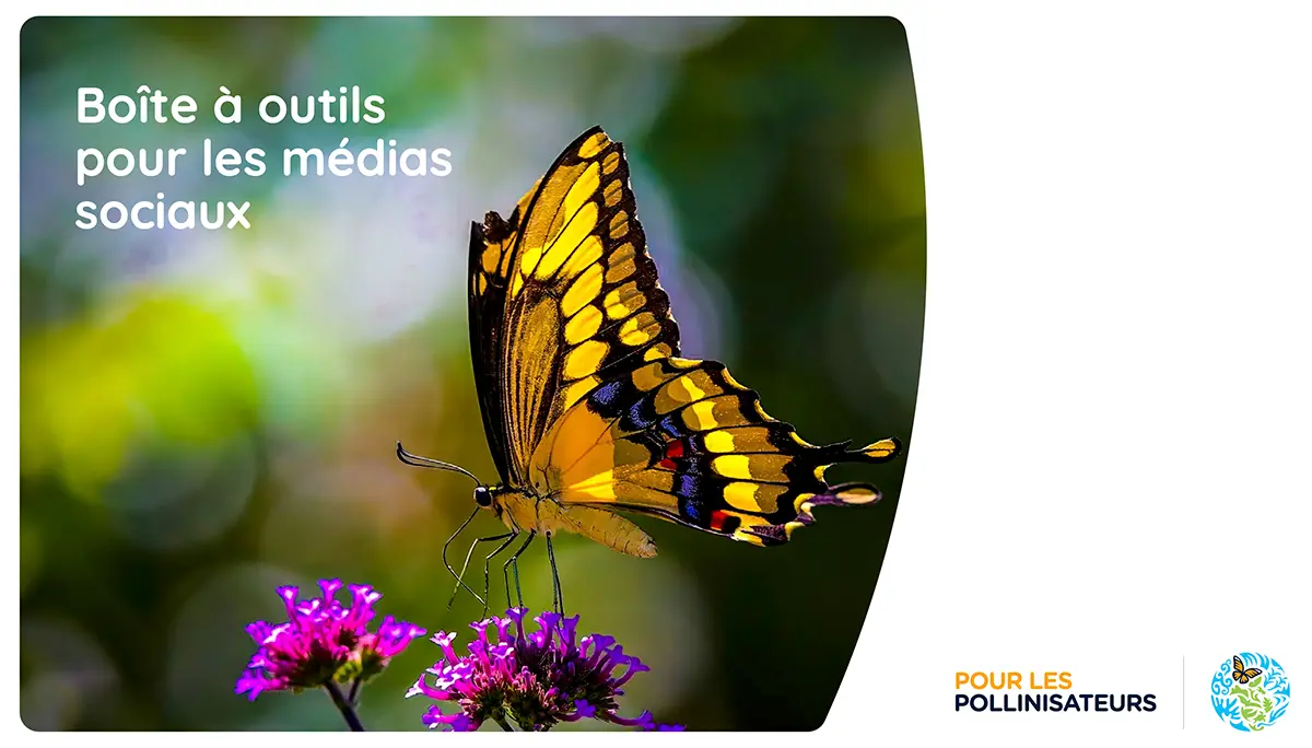 Pollinisateurs