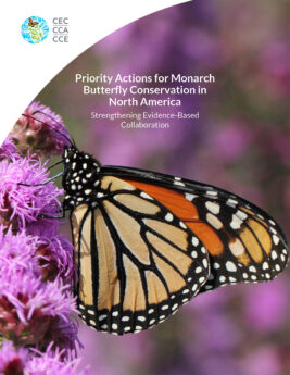 Monarch Butterfly Conservation