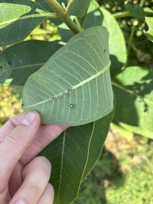 Monarch Blitz 2025