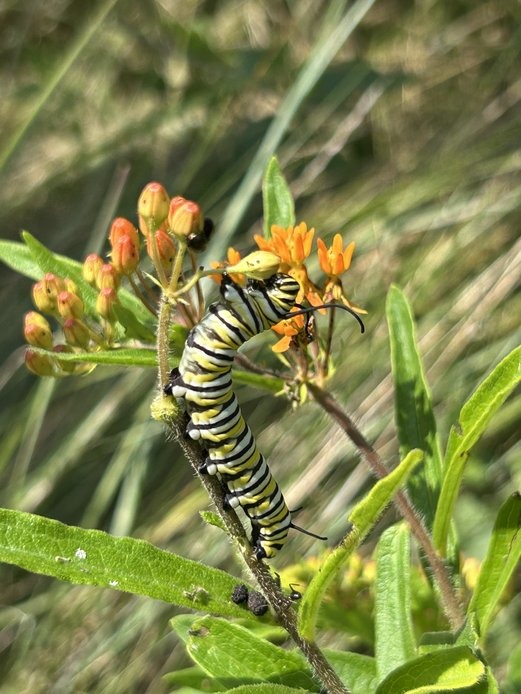 Monarch Blitz 2025