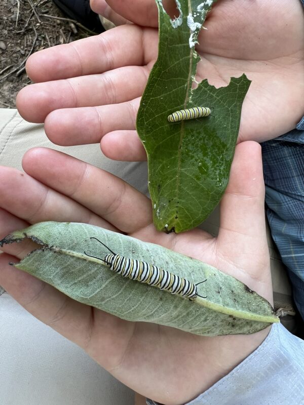 Monarch Blitz 2025