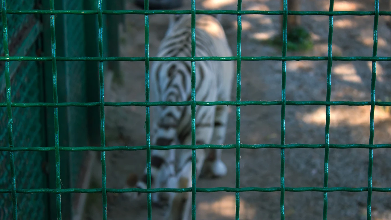 Captive Animal