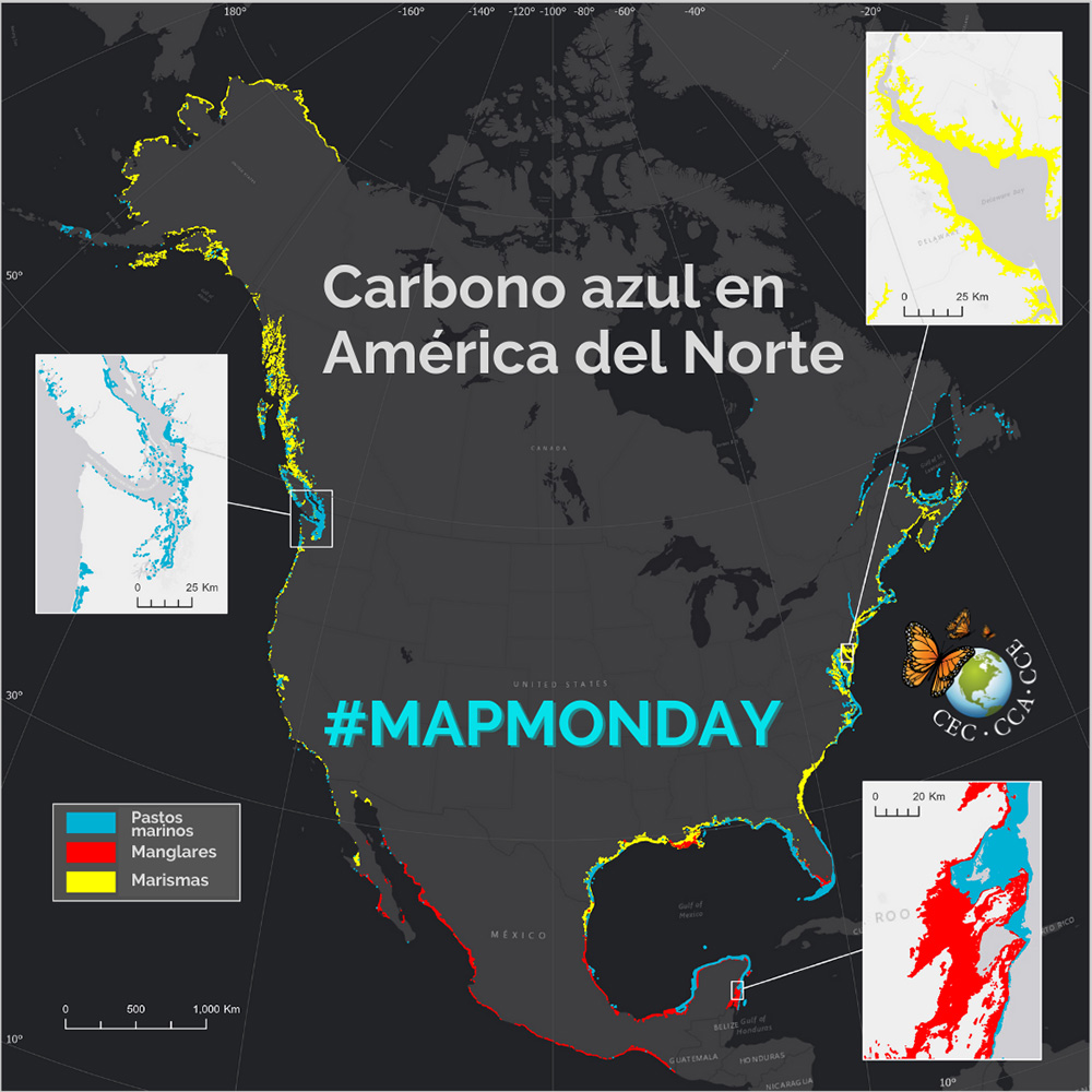 Carbono azul en América del Norte