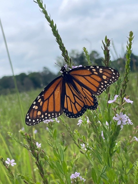 Monarch Blitz 2025
