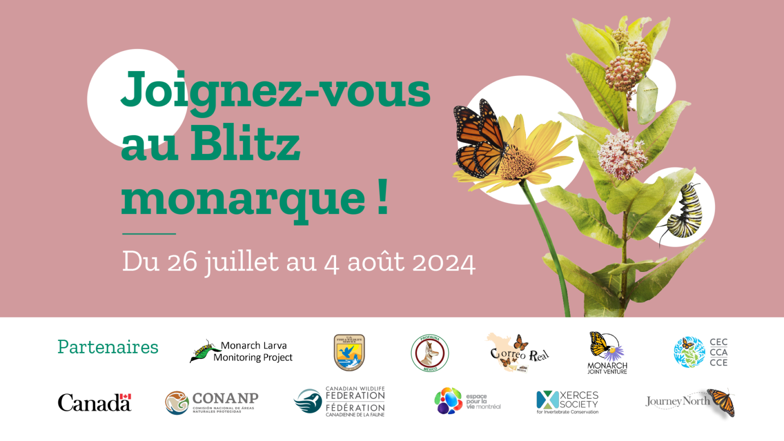Monarch Blitz