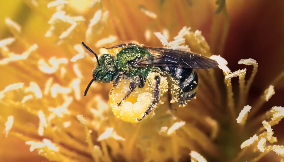 Pollinator Week 2024