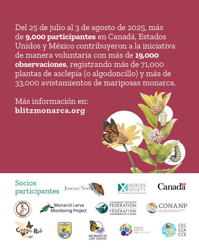 🦋 ¡Grandes noticias! Este año, las personas que contribuyeron de manera voluntaria rompieron récords de participación en la 9ª edición de la iniciativa #BlitzMonarca.

Del 25 de julio al 3 de agosto de 2025, más de 9,000 participantes de Canadá, Estados Unidos y México contribuyeron con más de 33,000 avistamientos de #MariposaMonarca y más de 71,000 observaciones de #Asclepia. 🌱🦋

¡Los datos recogidos serán de utilidad para informar a la comunidad científica, orientar acciones locales e inspirar a las comunidades a participar en la conservación de esta especie emblemática!

¡Muchísimas gracias a nuestros increíbles aliados, así como a todas las personas participantes y organizaciones que nos compartieron sus actividades en #BlitzMonarca ¡Sus contribuciones hicieron de la jornada de avistamiento de este año un gran éxito!

¡Conoce más sobre los increíbles resultados de #BlitzMonarca!

👉 ¡Para mayores informes link en bio!

@canenvironment 
@espacepourlavie 
@cwf_fcf 
@conanp_mx 
@profauna_a.c 
@correorealmx
@usfws 
@monarchjointventure 
@mlmpcitsci 
@journeynorthorg 
@xercessociety 
@brandywinezoo 
@georgia_dnr 
@wissahickon.trails 
@naturalistart.jhj 
@amleonardinc