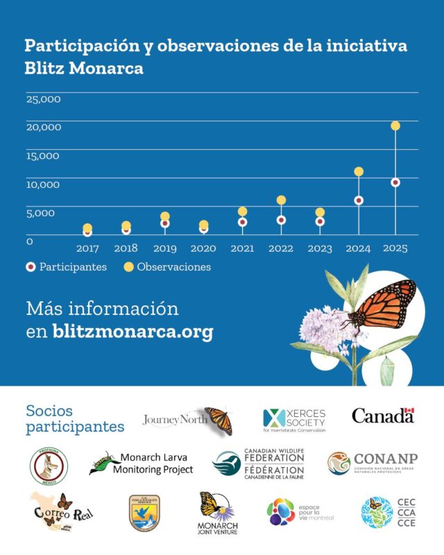 📈 ¡Échale un vistazo a esta impresionante gráfica que muestra cómo han crecido la participación y las observaciones en la iniciativa #BlitzMonarca a través de los años!

¡Por 9º año consecutivo, los programas de ciencia participativa de América del Norte se unieron para recopilar información valiosa, y en 2025 superaron récords!

Del 25 de julio al 3 de agosto, más de 9,000 participantes de Canadá, Estados Unidos y México reportaron + de 33,000 avistamientos de #MariposaMonarca y + de 71,000 observaciones de #Asclepia. 🌱🦋

Agradecemos especialmente a nuestros socios y las organizaciones que ayudaron a movilizar comunidades para los monitoreos de la iniciativa #BlitzMonarca. ¡Su apoyo hizo posible este esfuerzo trinacional!

Conoce más de la iniciativa #BlitzMonarca y la importancia de la #CienciaParticipativa, aquí:
#LaCienciaEmpiezaAquí

👉 ¡Para mayores informes link en bio!

@environnementcan
@canenvironment
@espacepourlavie
@cwf_fcf
@conanp_mx
@profauna_a.c
@correorealmx
@usfws
@monarchjointventure
@mlmpcitsci
@journeynorthorg
@xercessociety
@brandywinezoo
@georgia_dnr
@wissahickon.trails
@naturalistart.jhj
@amleonardinc
