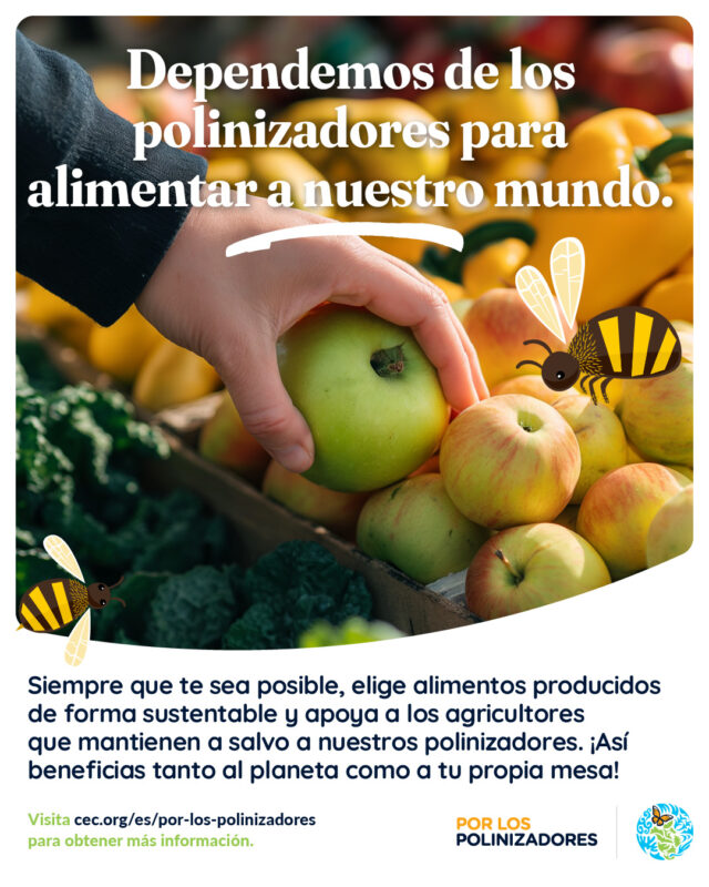 Muchos alimentos de los que disfrutamos —manzanas, almendras, aguacates, tomates, café y más— nunca llegarían a nuestros platos sin la ayuda de los polinizadores. 🍅 ☕
Si decides apoyar a los #agricultores que adoptan prácticas respetuosas con los polinizadores, como la rotación de cultivos, el mantenimiento de un #suelo sano y la protección de los hábitats nativos, puedes contribuir a la creación de un entorno más seguro para los polinizadores que alimentan nuestro mundo.🚜🐝
Lo mismo si paseas por tu mercado de productos agrícolas que si recorres los pasillos de una tienda de comestibles con opciones sin pesticidas, ¡cada elección cuenta! 🛒
Conoce todos los pasos sencillos y fáciles que puedes dar para apoyar desde hoy mismo a nuestros #polinizadores:
👉Para más información, ¡link en bio!
#PorLosPolinizadores #AgriculturaSustentable #AlimentaciónSustentable