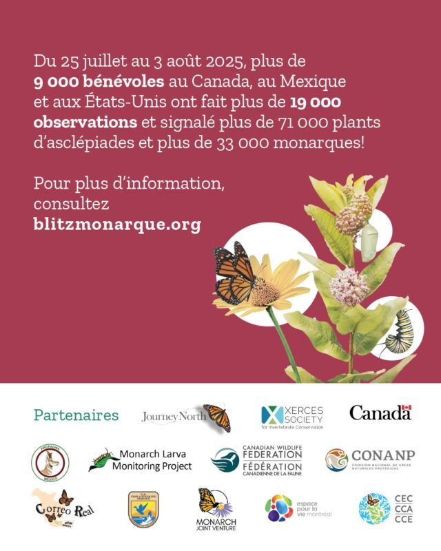 🦋 Excellente nouvelle! Cette année, les bénévoles ont battu des records de participation durant la neuvième édition du #BlitzMonarque!

Du 25 juillet au 3 août 2025, plus de 9 000 participant·es du Canada, du Mexique et des États-Unis ont fait plus de 33 000 observations de #monarques et plus de 71 000 observations de plants d’#asclépiades. 🌱🦋

Les données recueillies permettent d’informer les scientifiques et de guider les mesures prises à l’échelle locale, et incitent les collectivités locales à participer à la conservation de cette espèce emblématique.

Nous remercions très chaleureusement nos incroyables partenaires et l’ensemble des bénévoles et des organisations qui nous ont transmis le fruit de leurs activités dans le cadre du Blitz. Grâce à vos contributions, il a connu un vif succès cette année.

Découvrez plus en détail les résultats encourageants du #BlitzMonarque de cette année.
👉Pour en savoir plus, suivez le lien dans notre bio!

@environnementcan 
@espacepourlavie 
@cwf_fcf 
@conanp_mx 
@profauna_a.c 
@correorealmx
@usfws 
@monarchjointventure 
@mlmpcitsci 
@journeynorthorg 
@xercessociety 
@brandywinezoo 
@georgia_dnr 
@wissahickon.trails 
naturalistart.jhj 
@amleonardinc