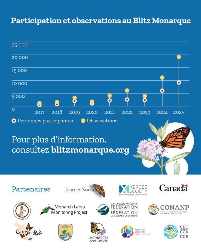 📈 Regardez ce graphique édifiant, qui montre la progression de la participation au #BlitzMonarque et des observations effectuées au fil des ans. 

Pour la neuvième année, les programmes de science participative menés à l’échelle de l’Amérique du Nord ont uni leurs efforts pour recueillir de précieuses données et établir de nouveaux records en 2025. 

Du 25 juillet au 3 août 2025, plus de 9 000 bénévoles du Canada, du Mexique et des États-Unis ont signalé plus de 33 000 observations de #monarques et plus de 71 000 observations de plants d’#asclépiades. 🌱🦋

Nous tenons à remercier tout particulièrement nos partenaires et les organisations qui ont permis de mobiliser les collectivités en organisant des activités de surveillance durant le Blitz. C’est votre soutien qui rend possible cette activité trinationale!

Pour en savoir plus sur le #BlitzMonarque et l’importance de la #ScienceParticipative : 
👉Pour en savoir plus, suivez le lien dans notre bio!

#LaScienceCommenceIci

@environnementcan
@canenvironment
@espacepourlavie
@cwf_fcf
@conanp_mx
@profauna_a.c
@correorealmx
@usfws
@monarchjointventure
@mlmpcitsci
@journeynorthorg
@xercessociety
@brandywinezoo
@georgia_dnr
@wissahickon.trails
naturalistart.jhj
@amleonardinc