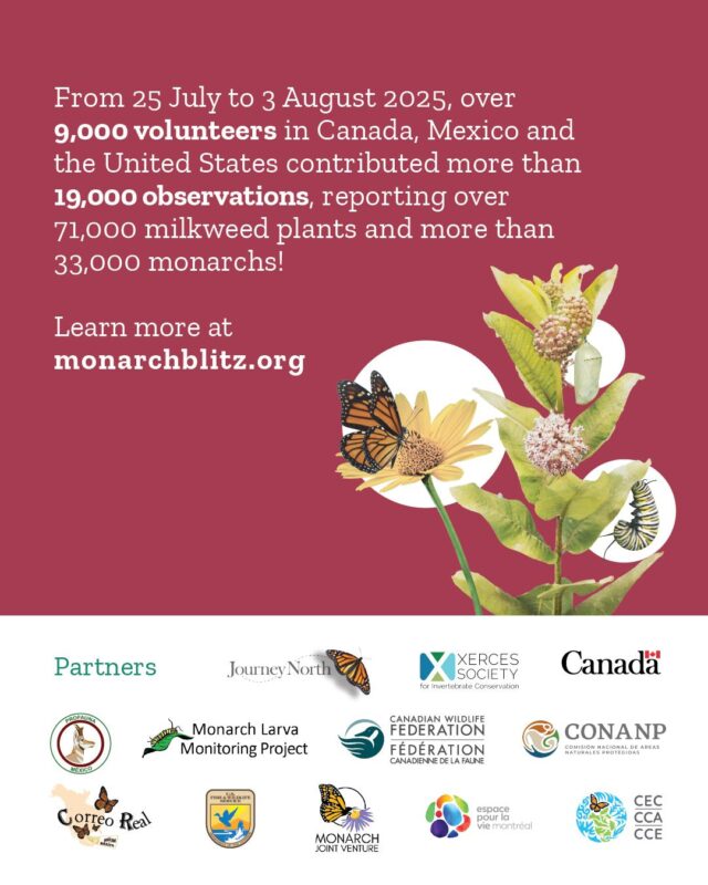 🦋 Exciting News! This year, volunteers broke participation records during the 9th edition of the #MonarchBlitz!
From 25 July to 3 August 2025, more than 9,000 participants across Canada, Mexico and the US contributed over 33,000 #monarch sightings and more than 71,000 #milkweed observations! 🌱🦋
The data collected can help inform scientists, guide local actions and inspire communities to take part in conserving this iconic species!
A huge thank you to our incredible partners and to all the volunteers and organizations who shared their Blitz activities with us. Your contributions made this year’s Blitz a huge success!
Learn more about the encouraging results of this year’s #MonarchBlitz!
👉More info link in bio!
#CommunityScience
#ScienceStartsHere
#NorthAmerica
@canenvironment
@espacepourlavie
@cwf_fcf
@conanp_mx
@profauna_a.c
@correorealmx
@usfws
@monarchjointventure
@mlmpcitsci
@journeynorthorg
@xercessociety
@brandywinezoo
@georgia_dnr
@wissahickon.trails
naturalistart.jhj
@amleonardinc