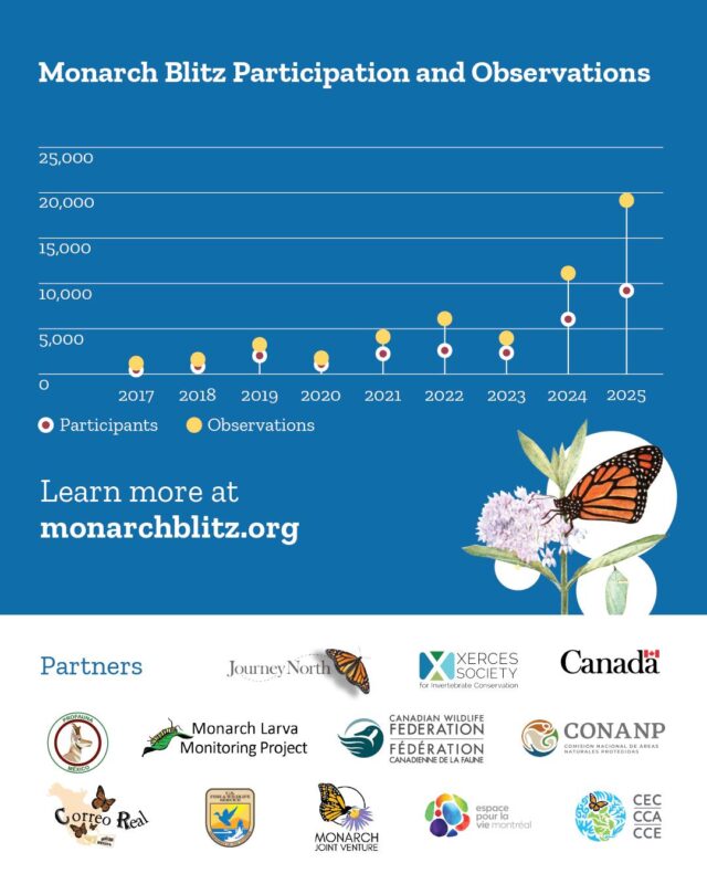 📈 Check out this powerful graph showing how #MonarchBlitz participation and therefore observations have grown over the years! 

For the 9th year, community science programs across North America united to collect valuable data and 2025 set new records! 

From 25 July to 3 August, more than 9,000 volunteers across Canada, Mexico and the United States reported 33,000+ monarch sightings and 71,000+ #milkweed observations. 🌱🦋

We’re especially grateful to our partners and to the organizations that helped mobilize communities by organizing monitoring activities during the Blitz. Your support makes this trinational effort possible!

Learn more about the #MonarchBlitz and the importance of #CommunityScience here: 
👉More info link in bio!

#ScienceStartsHere

@canenvironment
@espacepourlavie
@cwf_fcf
@conanp_mx
@profauna_a.c
@correorealmx
@usfws
@monarchjointventure
@mlmpcitsci
@journeynorthorg
@xercessociety
@brandywinezoo
@georgia_dnr
@wissahickon.trails
naturalistart.jhj
@amleonardinc